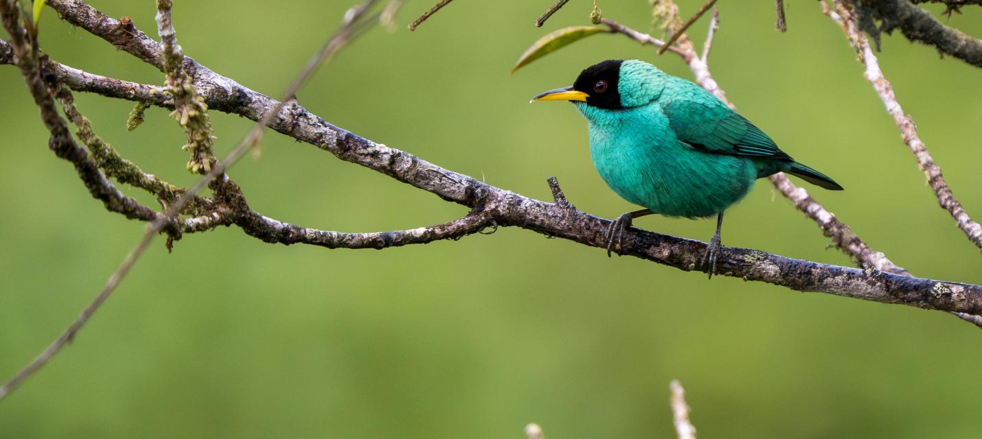 Costa Rica Vogel