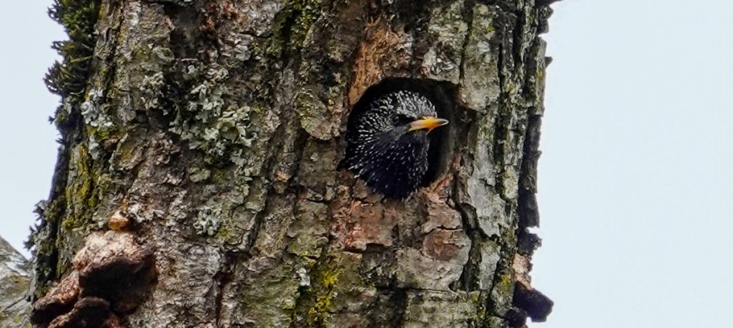 Star guckt aus seiner Höhle