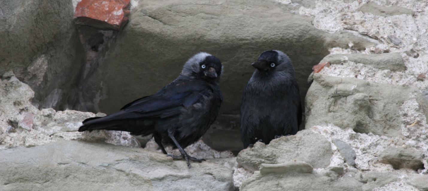 Dohlenpaar in einer Brutnische in der Museggmauer