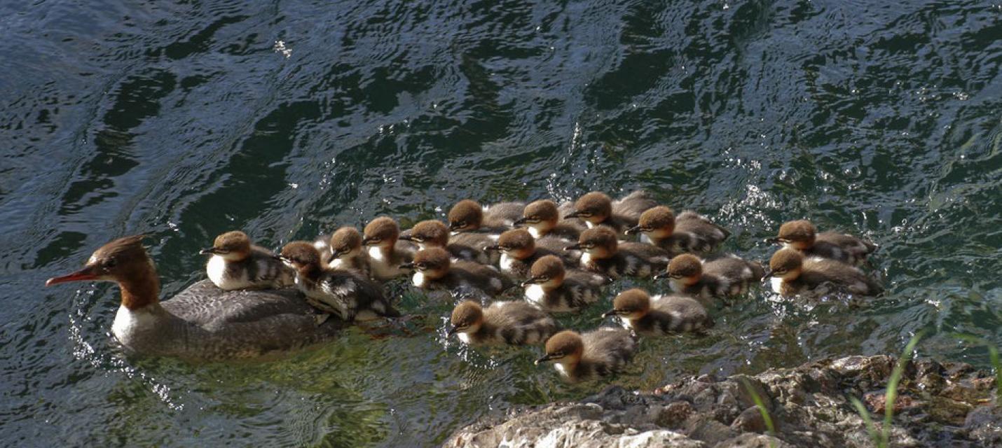 Gänsesäger-Weibchen mit rekordverdächtig vielen 19 Jungvögeln (Pulli) in der Reuss in Luzern. 