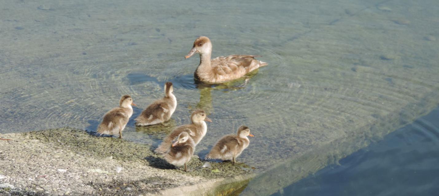 Kolbenten-Weibchen mit Jungvögeln (Pulli) in der Schiffswerft in Luzern.