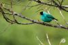 Costa Rica Vogel